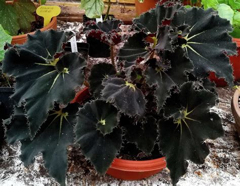 The Curious Case of Black Spell Begonias: Unraveling the Mystery
